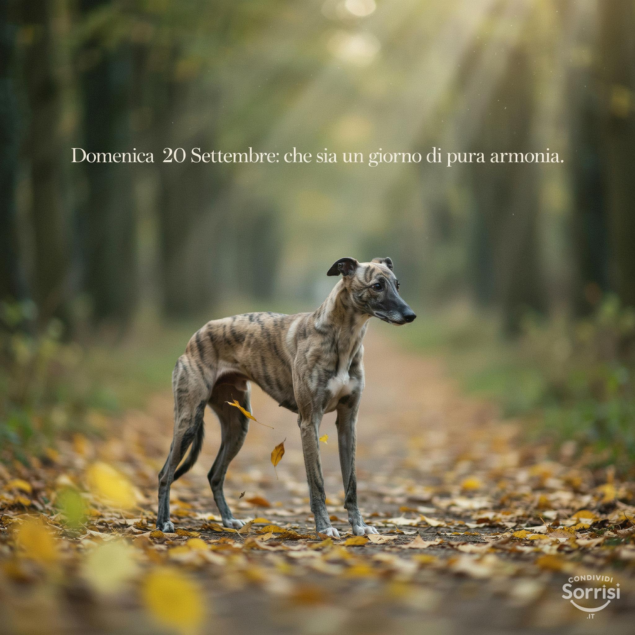 Domenica 20 Settembre: che sia un giorno di pura armonia.